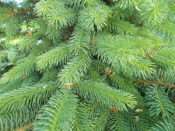 Barrträd Naturlig Bakgrund För Designern — Stockfoto