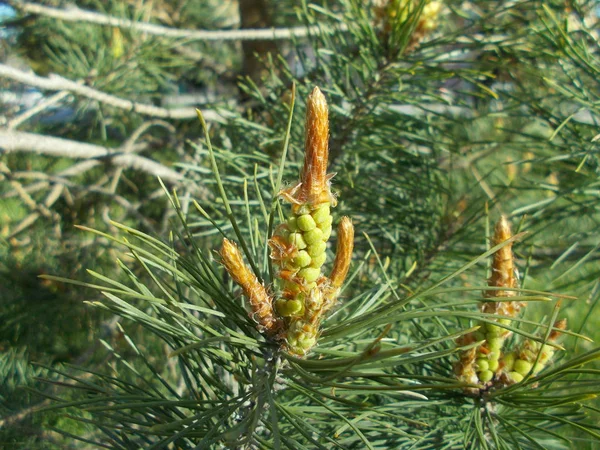 Barrträd Naturlig Bakgrund För Designern — Stockfoto