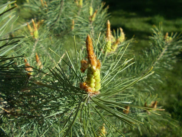 Coniferous Branches Natural Background Designer — Stock Photo, Image