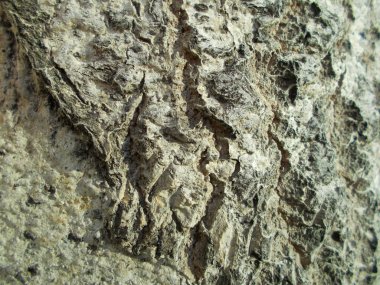 Tasarımınız için ahşap doku