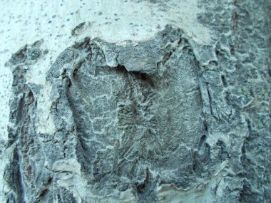 Tasarımınız için ahşap doku