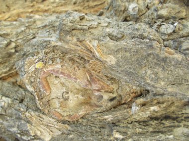 Tasarımınız için ahşap doku