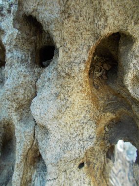 Tasarımınız için ahşap doku