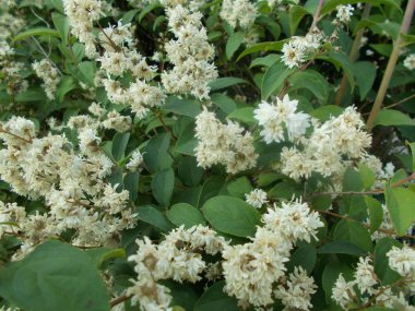 Tasarımcının doğal arkaplanı.