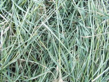 Tasarımcının doğal arkaplanı.