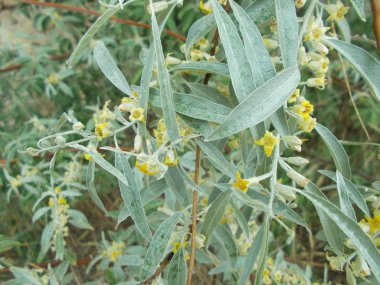 Tasarımcının doğal arkaplanı.