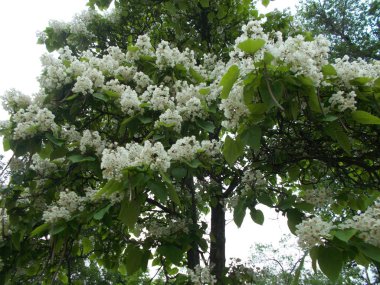 Tasarımcının doğal arkaplanı.