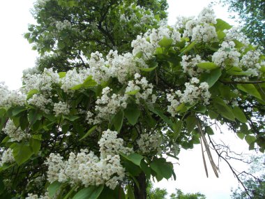 Tasarımcının doğal arkaplanı.