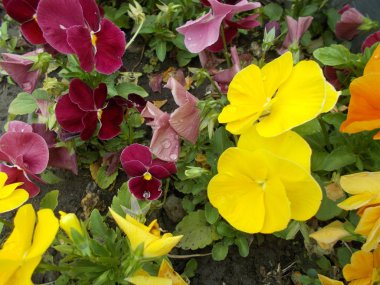 Şehir parkında çiçekler. Tasarımcı için çiçek arkaplanı