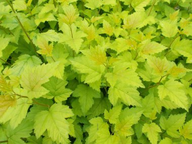 Tasarımcının doğal arkaplanı.