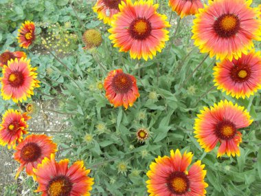 Şehir parkında çiçekler. Tasarımcı için çiçek arkaplanı