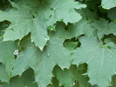 Tasarımcının doğal arkaplanı.