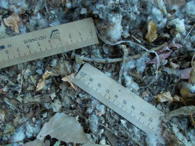 Tasarımcının doğal arkaplanı.