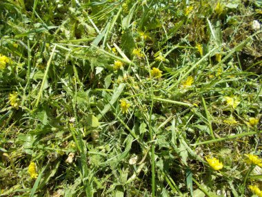 Tasarımcının doğal arkaplanı.