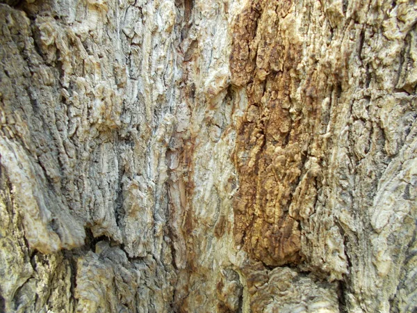 Текстура Дерева Вашого Дизайну — стокове фото