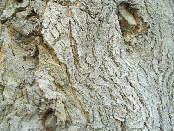 Текстура Дерева Вашего Дизайна — стоковое фото