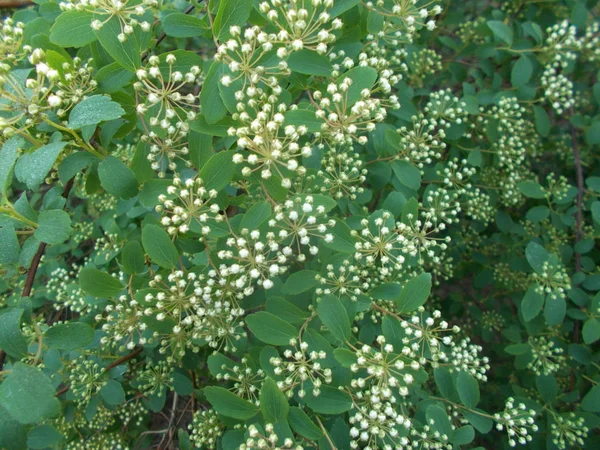 设计师的自然背景 — 图库照片