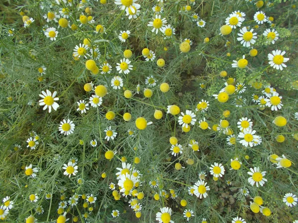 Blumen Einem Stadtpark Floraler Hintergrund Für Designer — Stockfoto