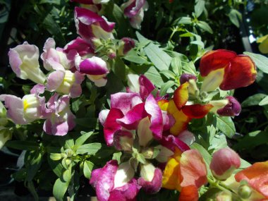 Tasarımcının doğal arkaplanı.