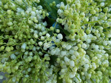 Tasarımcının doğal arkaplanı.