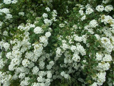 Tasarımcının doğal arkaplanı.