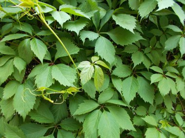 Tasarımcının doğal arkaplanı.