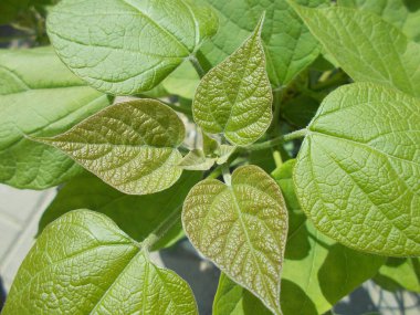 Tasarımcının doğal arkaplanı.