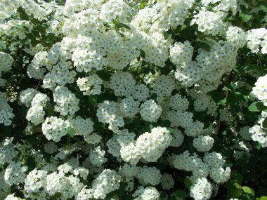 Tasarımcının doğal arkaplanı.