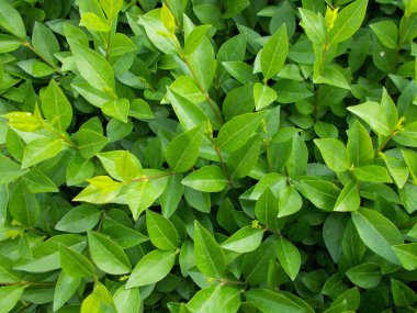 Tasarımcının doğal arkaplanı.