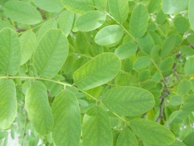 Tasarımcının doğal arkaplanı.