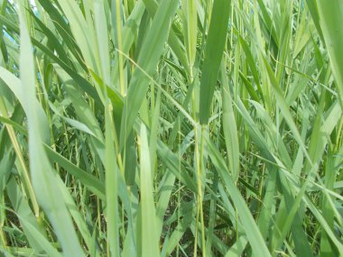 Tasarımcının doğal arkaplanı.