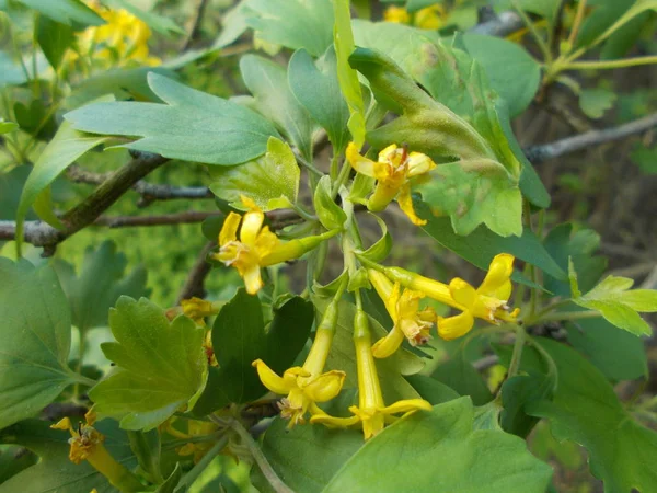 Naturlig Bakgrund För Designern — Stockfoto