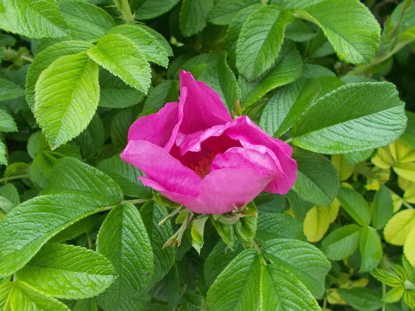 Blommor Stadspark Blommig Bakgrund För Designer — Stockfoto