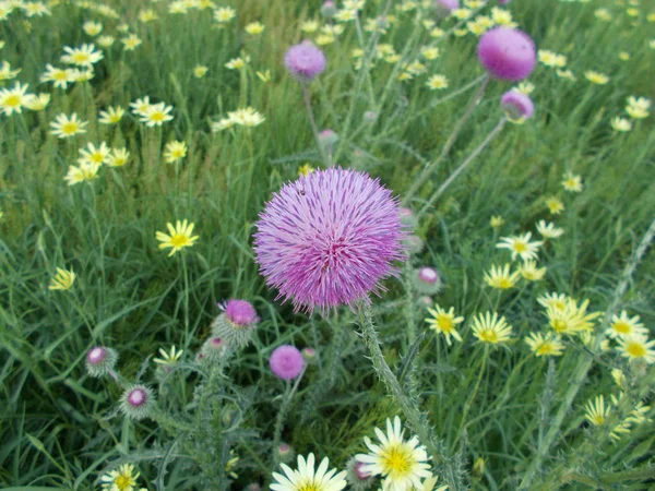 Bloemen Een Stad Park Bloemen Achtergrond Voor Ontwerper — Stockfoto