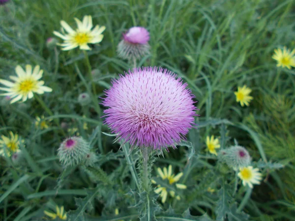 Bloemen Een Stad Park Bloemen Achtergrond Voor Ontwerper — Stockfoto