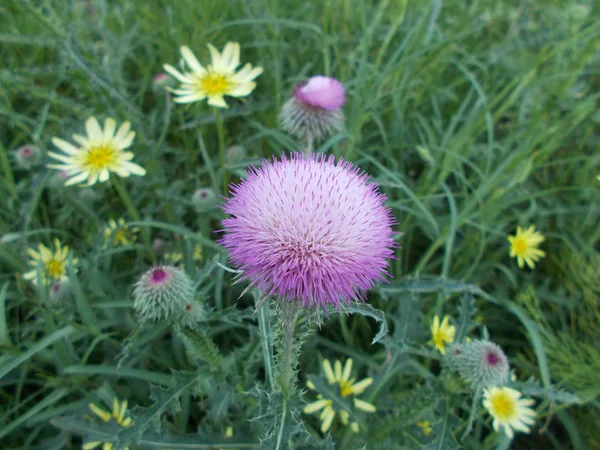 公园里的花 设计师的植物背景 — 图库照片