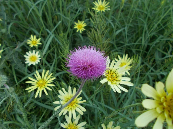 Bloemen Een Stad Park Bloemen Achtergrond Voor Ontwerper — Stockfoto