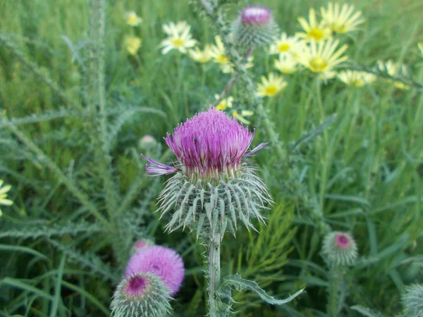 Blumen Einem Stadtpark Floraler Hintergrund Für Designer — Stockfoto