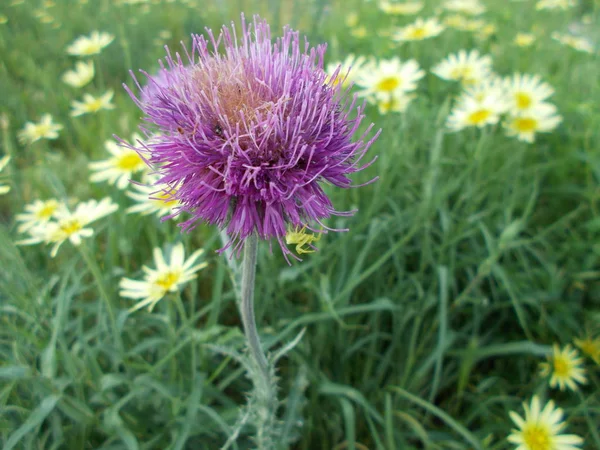 Bloemen Een Stad Park Bloemen Achtergrond Voor Ontwerper — Stockfoto