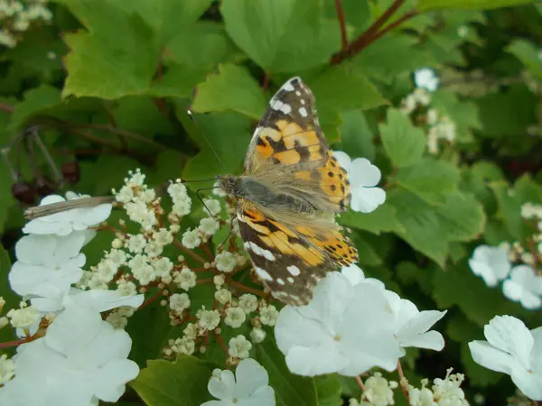 Blommor Stadspark Blommig Bakgrund För Designer — Stockfoto