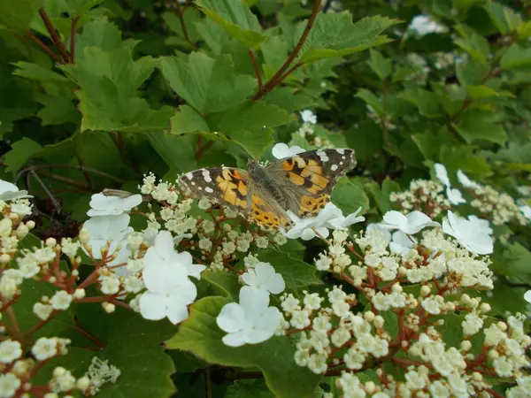 Fiori Parco Cittadino Sfondo Floreale Designer — Foto Stock