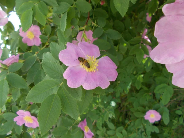 Fleurs Dans Parc Ville Fond Floral Pour Designer — Photo