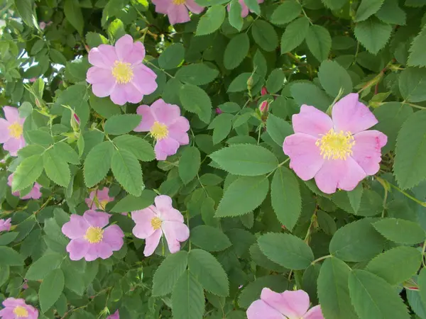 Fiori Parco Cittadino Sfondo Floreale Designer — Foto Stock