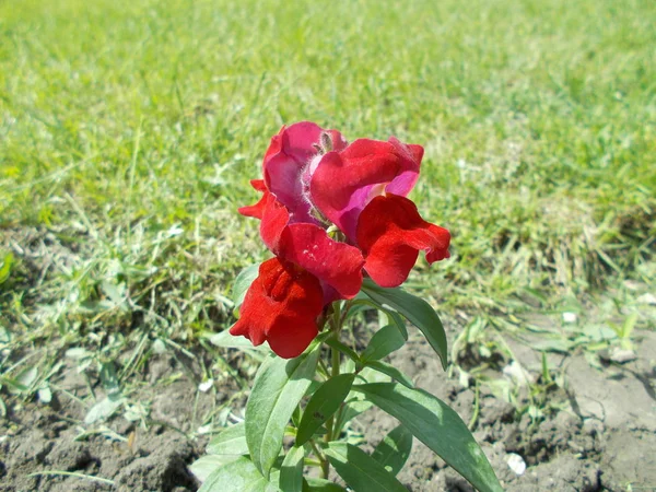 Rose Dans Parc Municipal Fond Floral Pour Conception — Photo