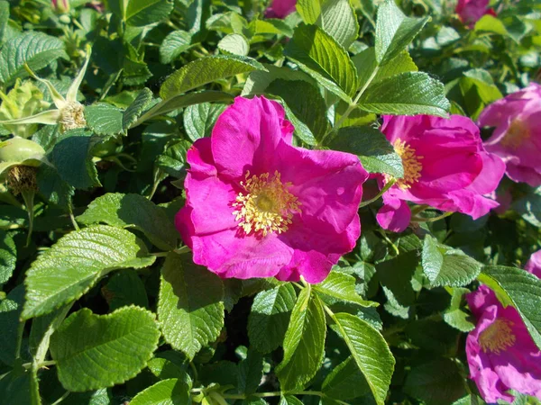 Fleurs Dans Parc Ville Fond Floral Pour Designer — Photo