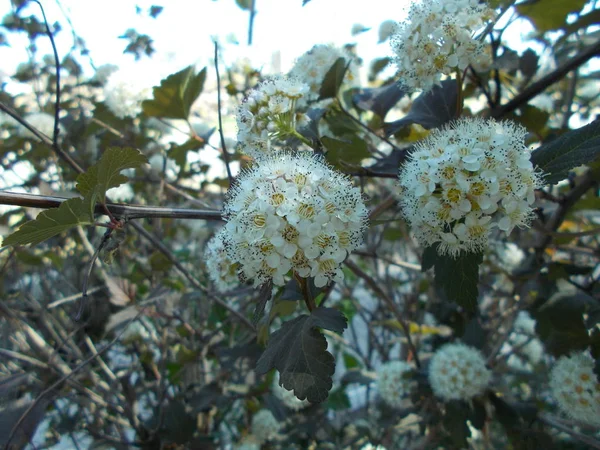 Fond Naturel Pour Concepteur — Photo