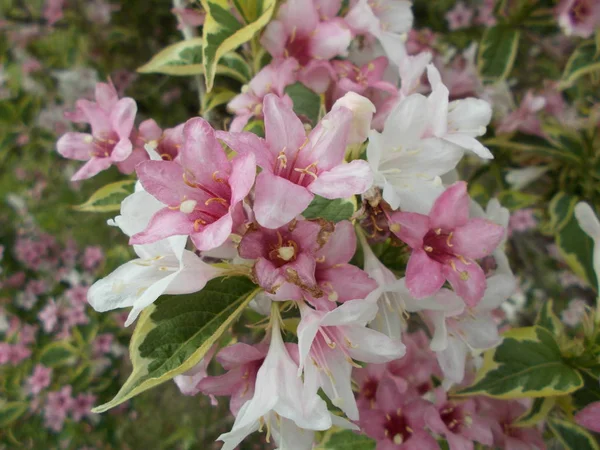 Λουλούδια Ένα Πάρκο Floral Φόντο Για Σχεδιαστής — Φωτογραφία Αρχείου