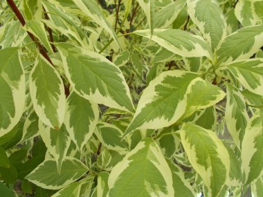 Tasarımcının doğal arkaplanı.