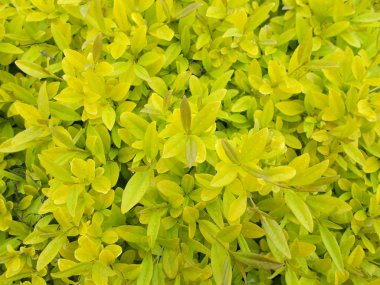 Tasarımcının doğal arkaplanı.