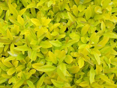 Tasarımcının doğal arkaplanı.